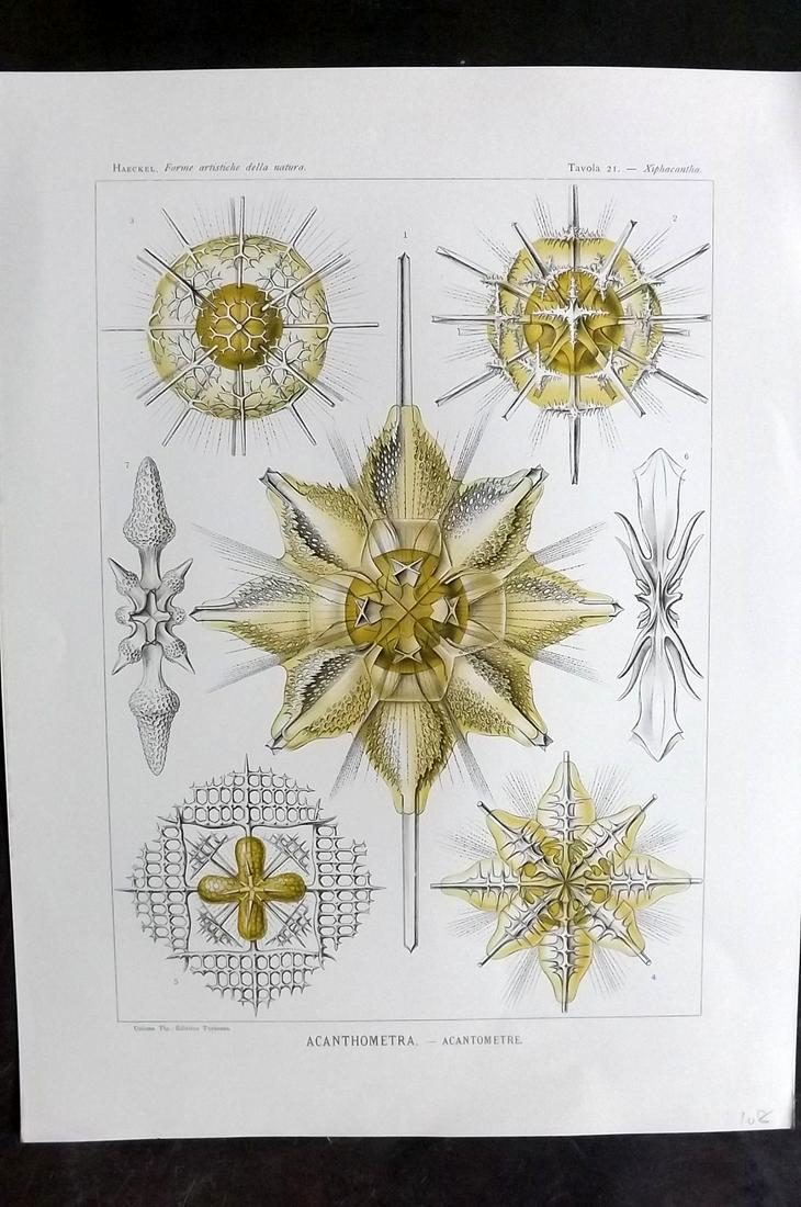 Haeckel, Ernst 1901 Folio Print. Acanthometra 21 (1 of 1)