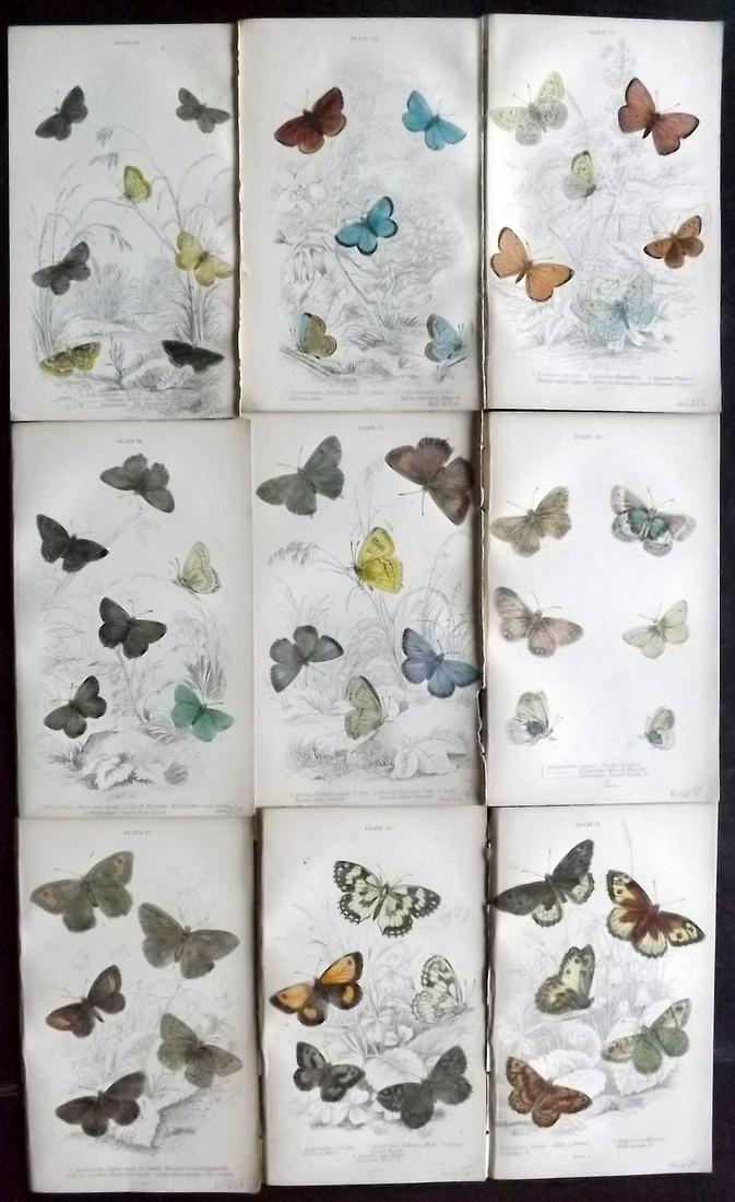Jardine, William 1885 Lot of 9 HCol Butterfly Prints (1 of 2)
