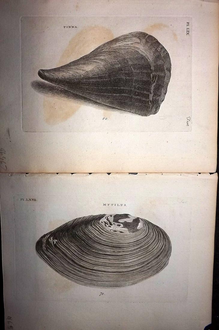 Pennant, Thomas 1776 Pair of Antique Shell Prints (1 of 2)