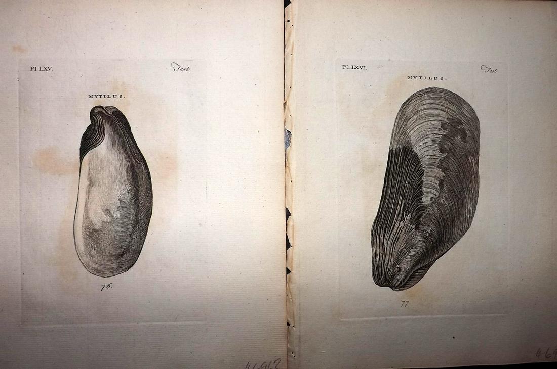 Pennant, Thomas 1776 Pair of Antique Shell Prints (1 of 2)