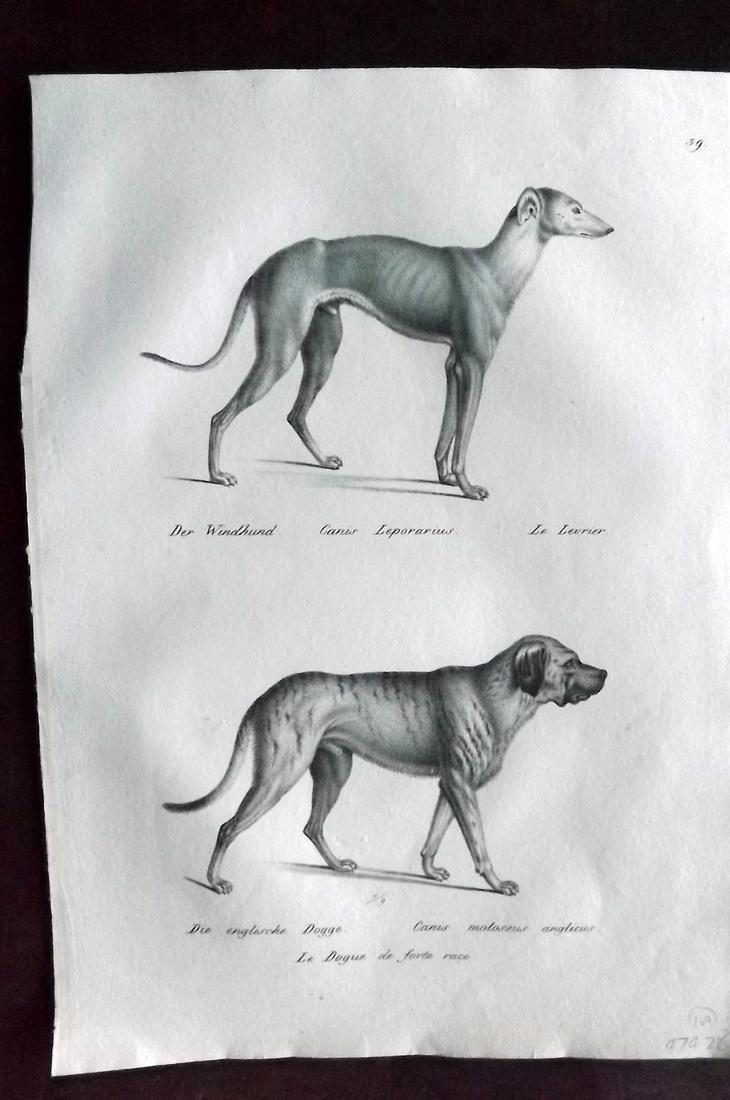 Schinz & Brodtmann 1827 Dog Print. Greyhound & Bulldog: Folio Lithograph Published Zurich 1827 for "Naturhistorische Abbildungen der Saeugethiere" by Heinrich Rudolph Schinz. Lithographed by Karl Joseph Brodtmann. Paper Size: 13 x 9.5 inch (33 x 24cm) Good