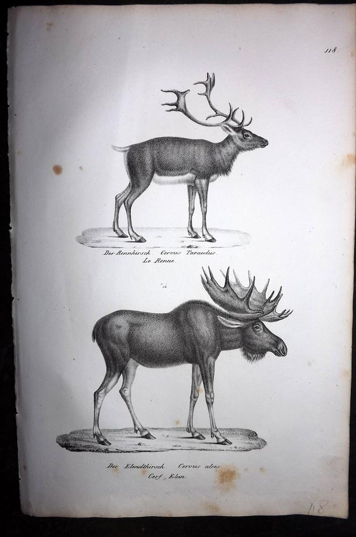 Schinz & Brodtmann 1827 Folio Print. Reindeer, Elk: Folio Lithograph Published Zurich 1827 for "Naturhistorische Abbildungen der Saeugethiere" by Heinrich Rudolph Schinz. Lithographed by Karl Joseph Brodtmann. Paper Size: 13 x 9.5 inch (33 x 24cm) Very
