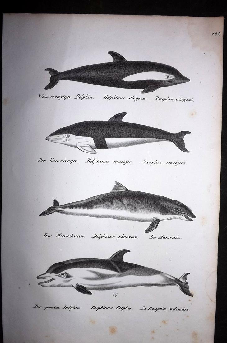 Schinz & Brodtmann 1827 Folio Print. Dolphins: Folio Lithograph Published Zurich 1827 for "Naturhistorische Abbildungen der Saeugethiere" by Heinrich Rudolph Schinz. Lithographed by Karl Joseph Brodtmann. Paper Size: 13 x 9.5 inch (33 x 24cm) Mino