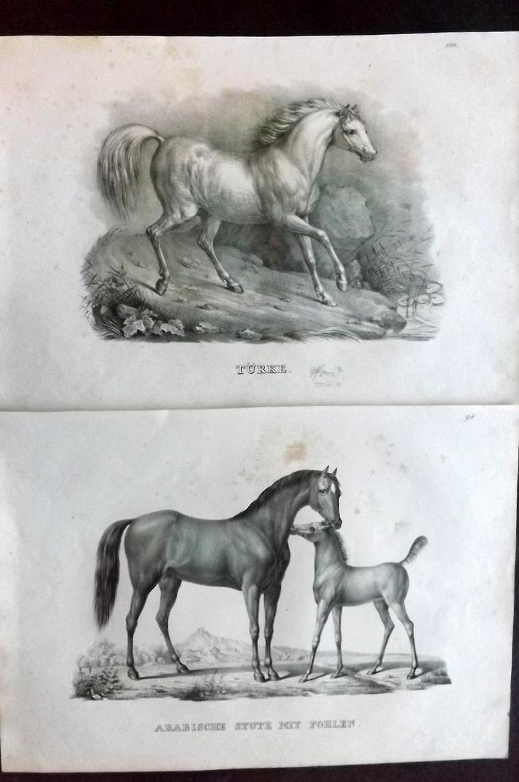 Schinz & Brodtmann 1827 Pair of Folio Horse Prints: Folio Lithograph Published Zurich 1827 for "Naturhistorische Abbildungen der Saeugethiere" by Heinrich Rudolph Schinz. Lithographed by Karl Joseph Brodtmann. Paper Size: 13 x 9.5 inch (33 x 24cm) Some
