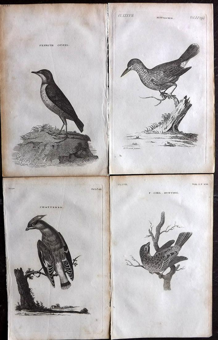 Pennant, Thomas 1812 Lot of 4 Antique Bird Prints (1 of 2)