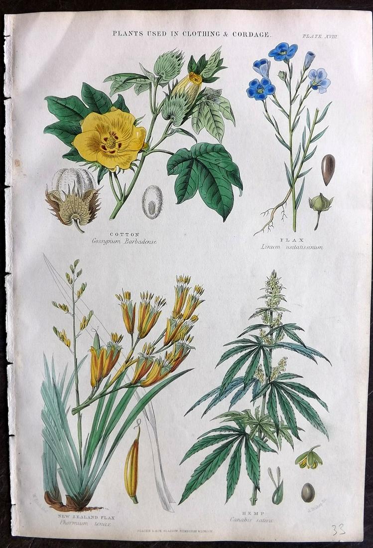 Rhind, William 1868  HCol Print. Cannabis Hemp etc (1 of 2)