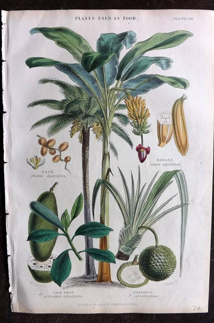 Rhind, William 1868 Hand Col Botanaical Print. Palm (1 of 2)