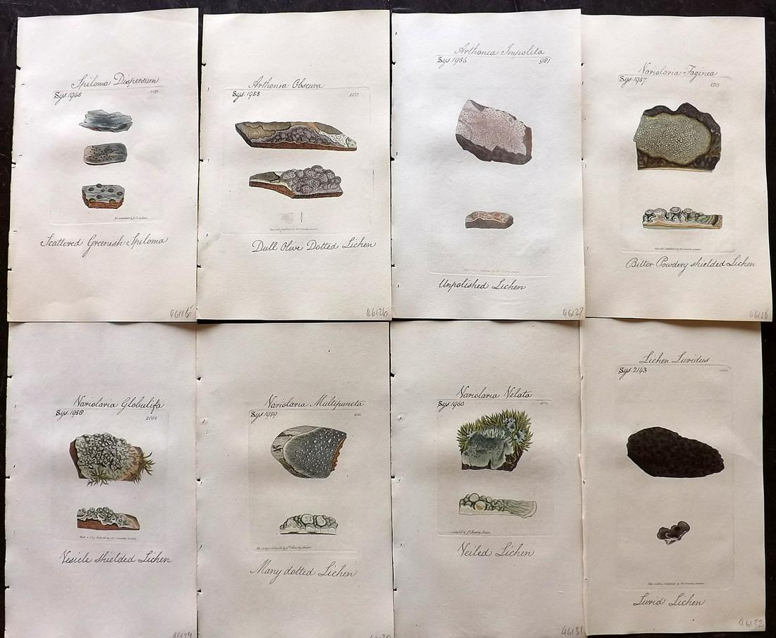 Sowerby, James C1800 Lot of 8 Hand Col Prints. Lichens (1 of 2)