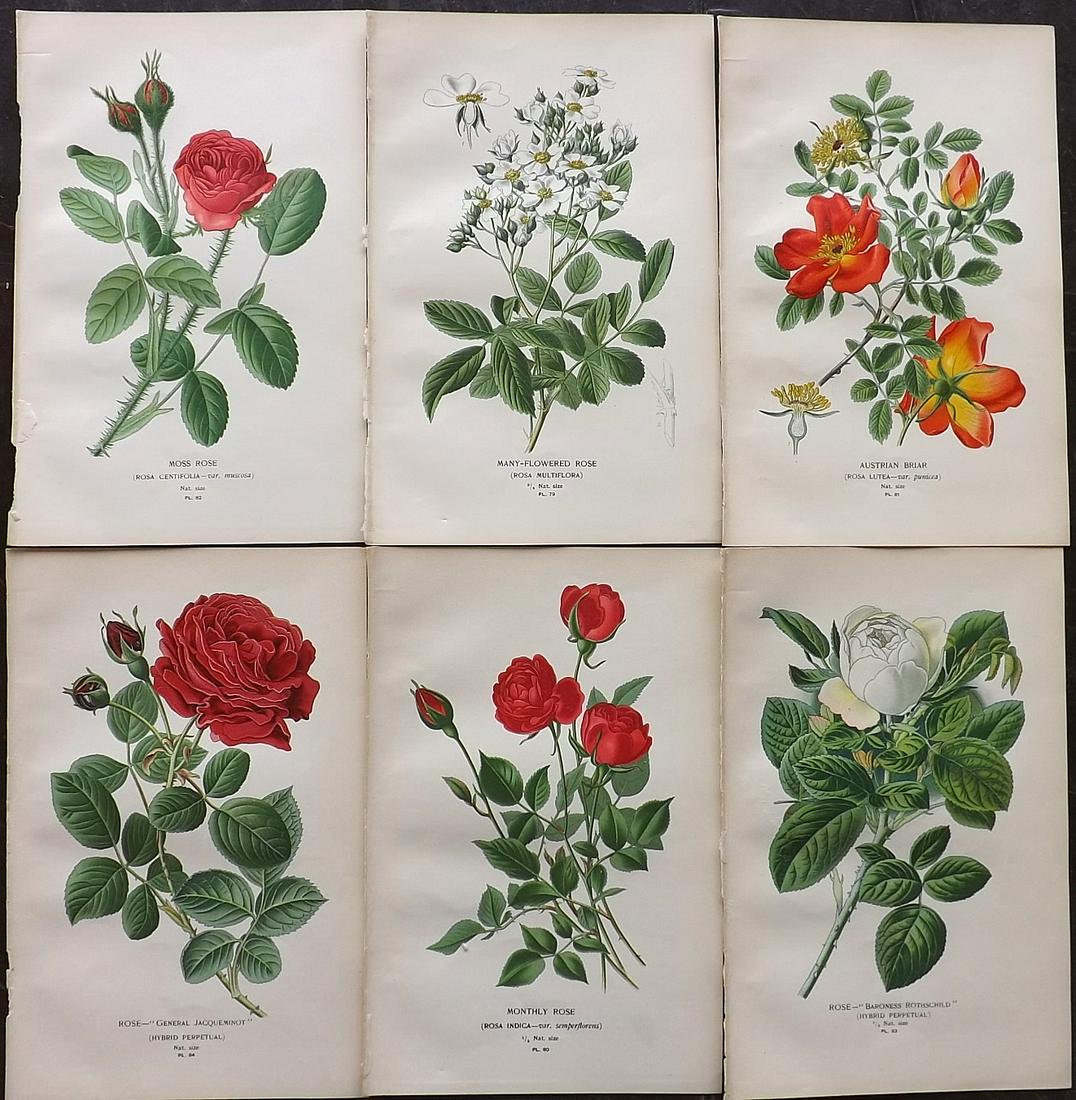 Step, Edward 1897 Lot of 6 Botanical Prints. Roses: Chromolithograph Published 1896-97 by Frederick Warne & Co., London for "Favourite Flowers of Garden and Greenhouse" by Edward Step and William Waton. Paper Size: 9.5 x 6 inch (24 x 15cm) Good Conditi