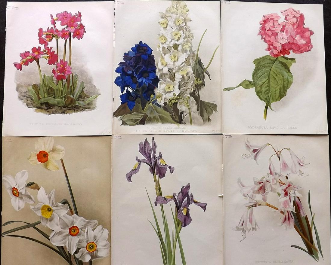 The Garden 1890's Lot of 6 Botanical Prints: Chromolithographs Published 1872-1927, London for "The Garden. An Illustrated Weekly Journal of Horticulture in all its Branches" Edited by William Robinson and others. Paper Size: 11.5 x 9 inch (29 x