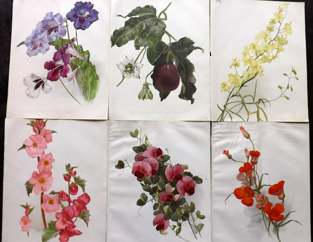 The Garden 1890's Lot of 6 Botanical Prints: Chromolithographs Published 1872-1927, London for "The Garden. An Illustrated Weekly Journal of Horticulture in all its Branches" Edited by William Robinson and others. Paper Size: 11.5 x 9 inch (29 x