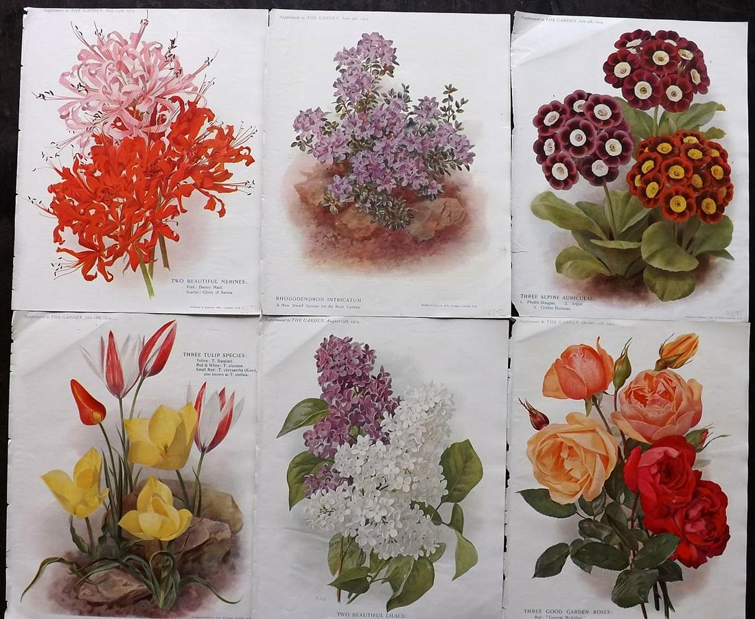 The Garden 1914 Lot of 6 Botanical Prints (1 of 2)