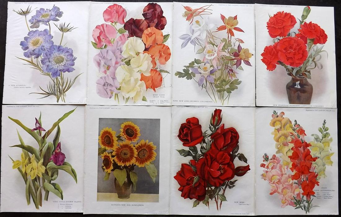 The Garden 1914 Lot of 8 Botanical Prints (1 of 2)