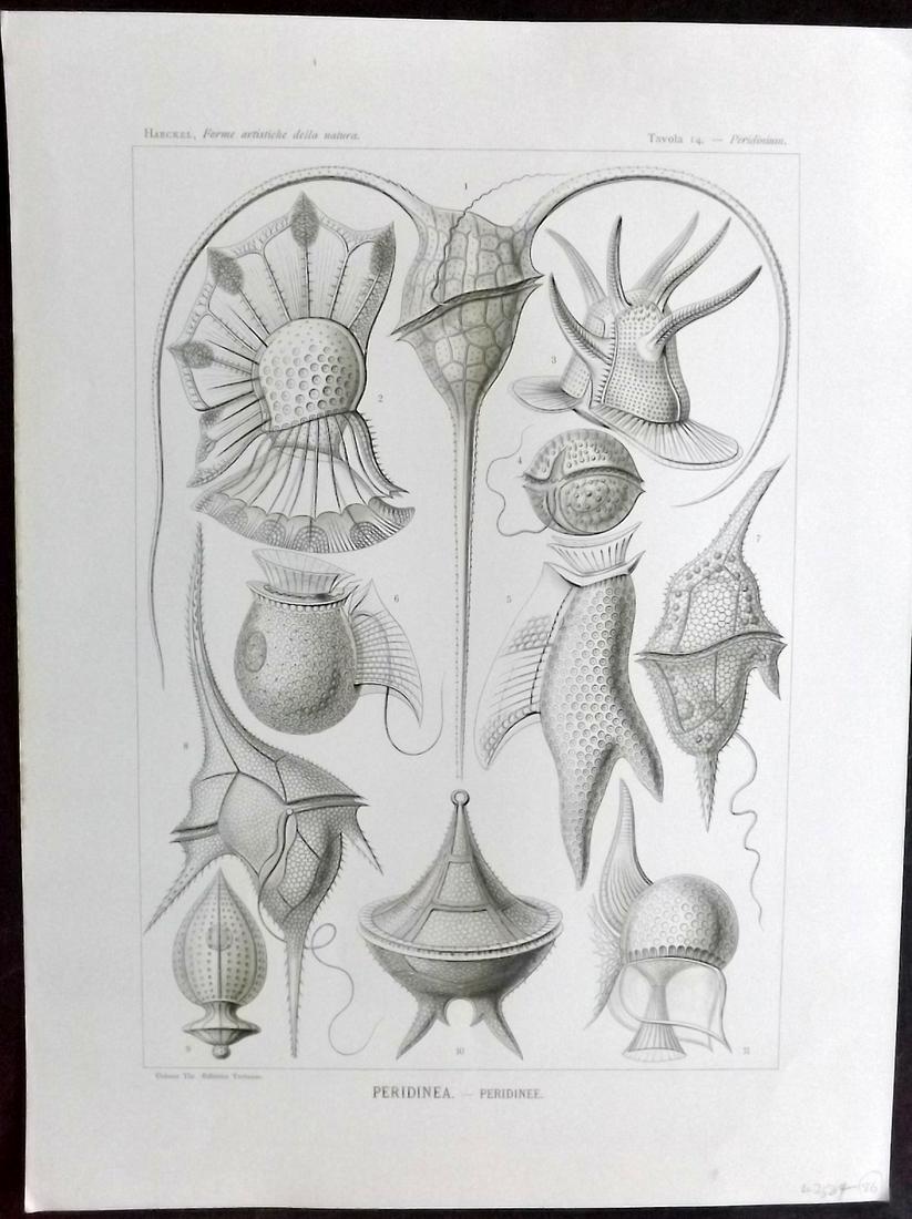 Haeckel, Ernst 1901 Folio Print. Peridinea 14: Folio Lithograph Published 1901, Turin for "Forme Artistiche della Natura" First Italian Edition of "Kunstformen der Natur" (Art Forms of Nature) by Prof. Dr. Ernst Haeckel. With accompanying Italian