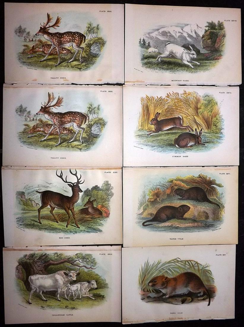 Lloyds's 1897 Lot of 8 Antique Prints. British Mammals: Chromolithographs Published 1894-97, London for "Lloyds's Natural History..." Edited by R. Bowdler Sharpe, W. F. Kirby, H. O. Forbes, R. Lydekker, and W. R. Olive-Grant. Illustrated after Keulemans, G