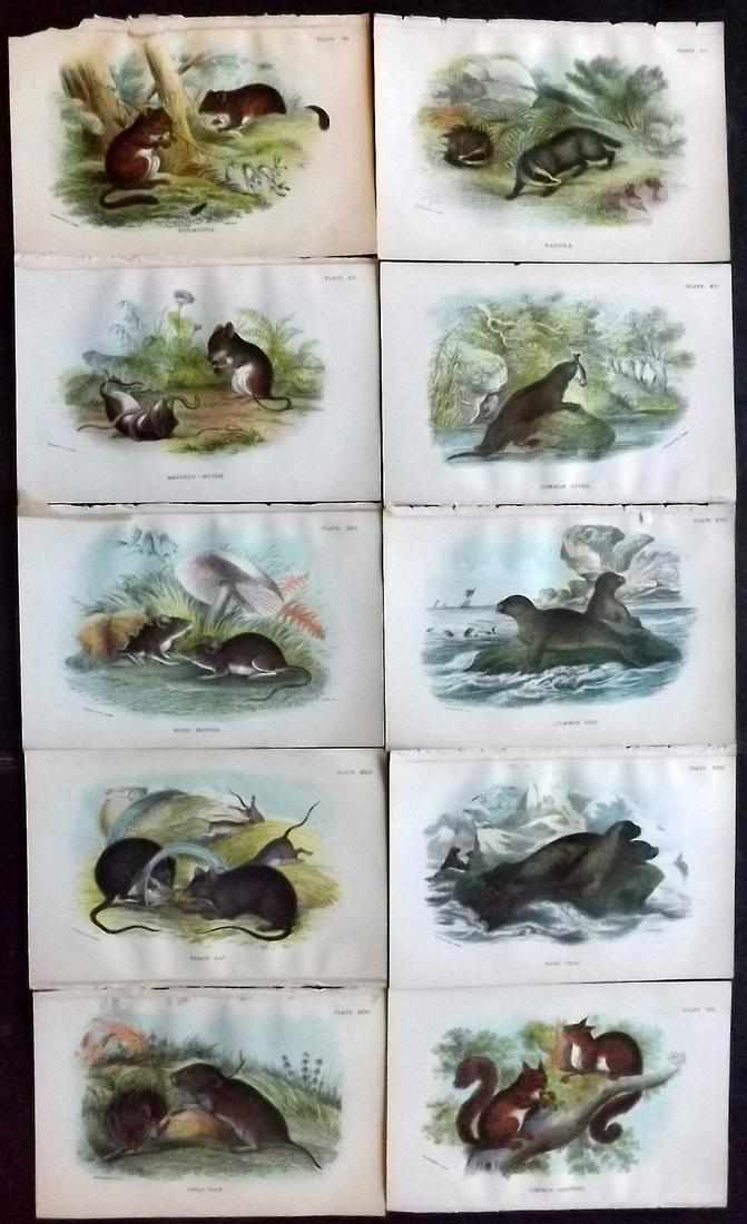 Lloyds's 1897 Lot of 10 Antique Prints. British Mammals: Chromolithographs Published 1894-97, London for "Lloyds's Natural History..." Edited by R. Bowdler Sharpe, W. F. Kirby, H. O. Forbes, R. Lydekker, and W. R. Olive-Grant. Illustrated after Keulemans, G