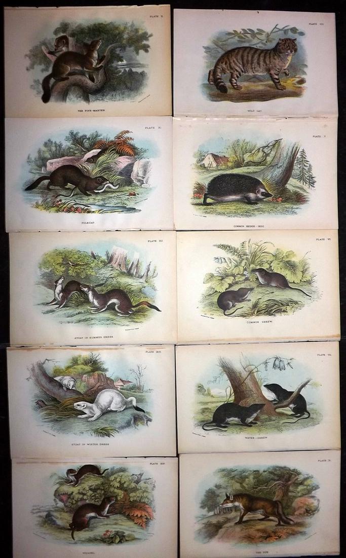 Lloyds's 1897 Lot of 10 Antique Prints. British Mammals: Chromolithographs Published 1894-97, London for "Lloyds's Natural History..." Edited by R. Bowdler Sharpe, W. F. Kirby, H. O. Forbes, R. Lydekker, and W. R. Olive-Grant. Illustrated after Keulemans, G