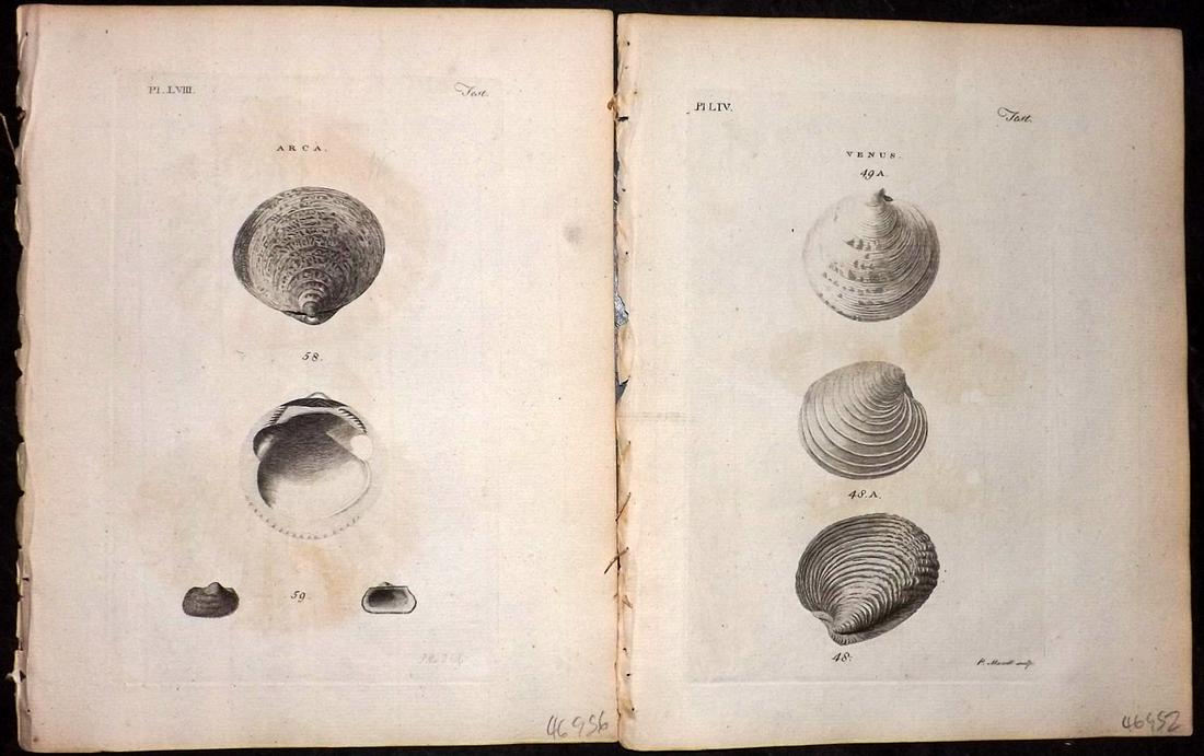 Pennant, Thomas 1776 Pair of Antique Shell Prints (1 of 2)
