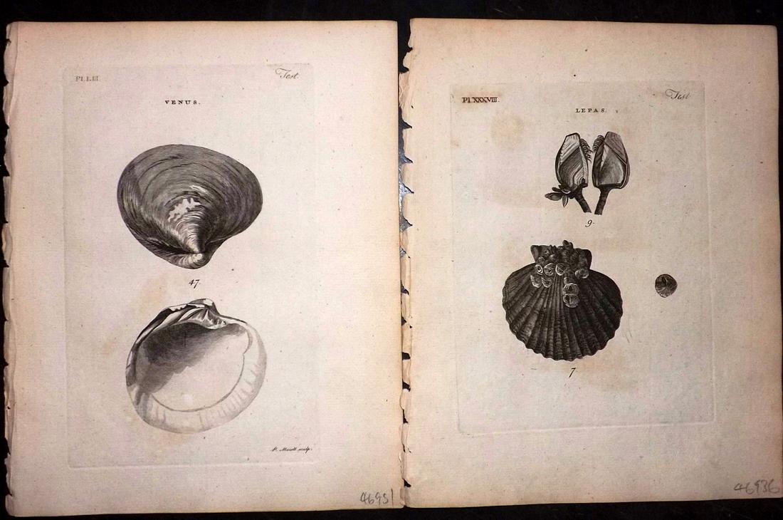 Pennant, Thomas 1776 Pair of Antique Shell Prints (1 of 2)