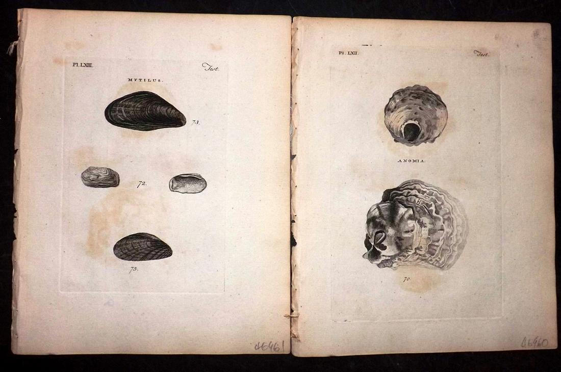 Pennant, Thomas 1776 Pair of Antique Shell Prints (1 of 2)