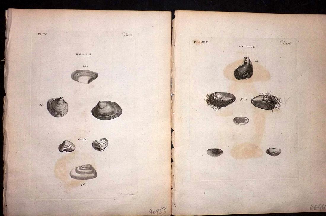 Pennant, Thomas 1776 Pair of Antique Shell Prints (1 of 2)