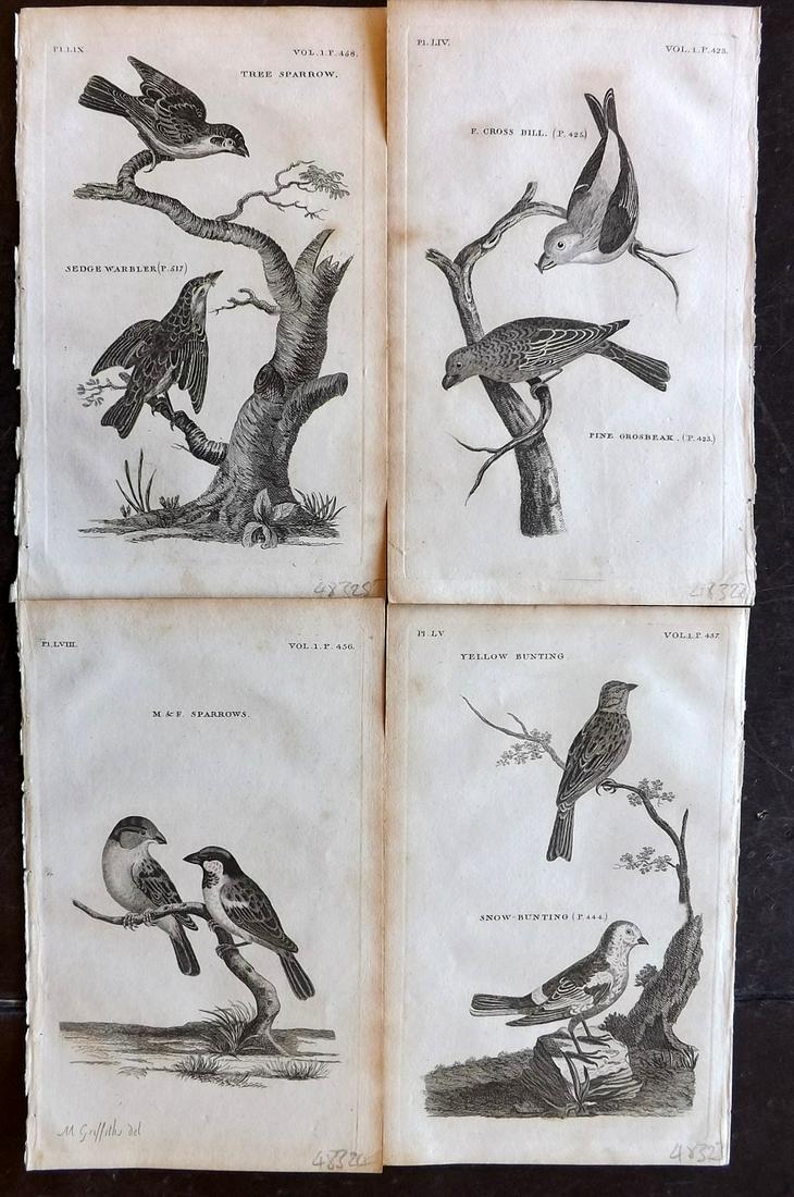 Pennant, Thomas 1812 Lot of 4 Antique Bird Prints (1 of 2)