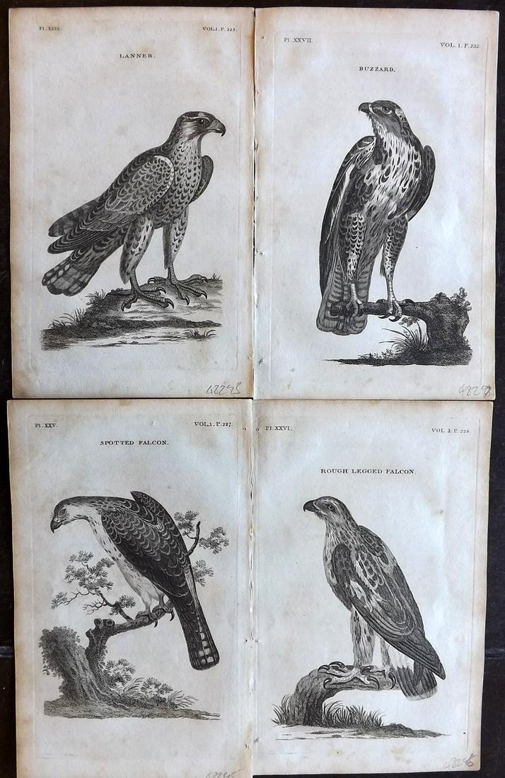 Pennant, Thomas 1812 Lot of 4 Birds of Prey Prints: Copper Plates Published 1812, London for "British Zoology" by Thomas Pennant. Paper Size: 8 x 5 inch (21 x 13cm) Minor background toning, Otherwise good condition
