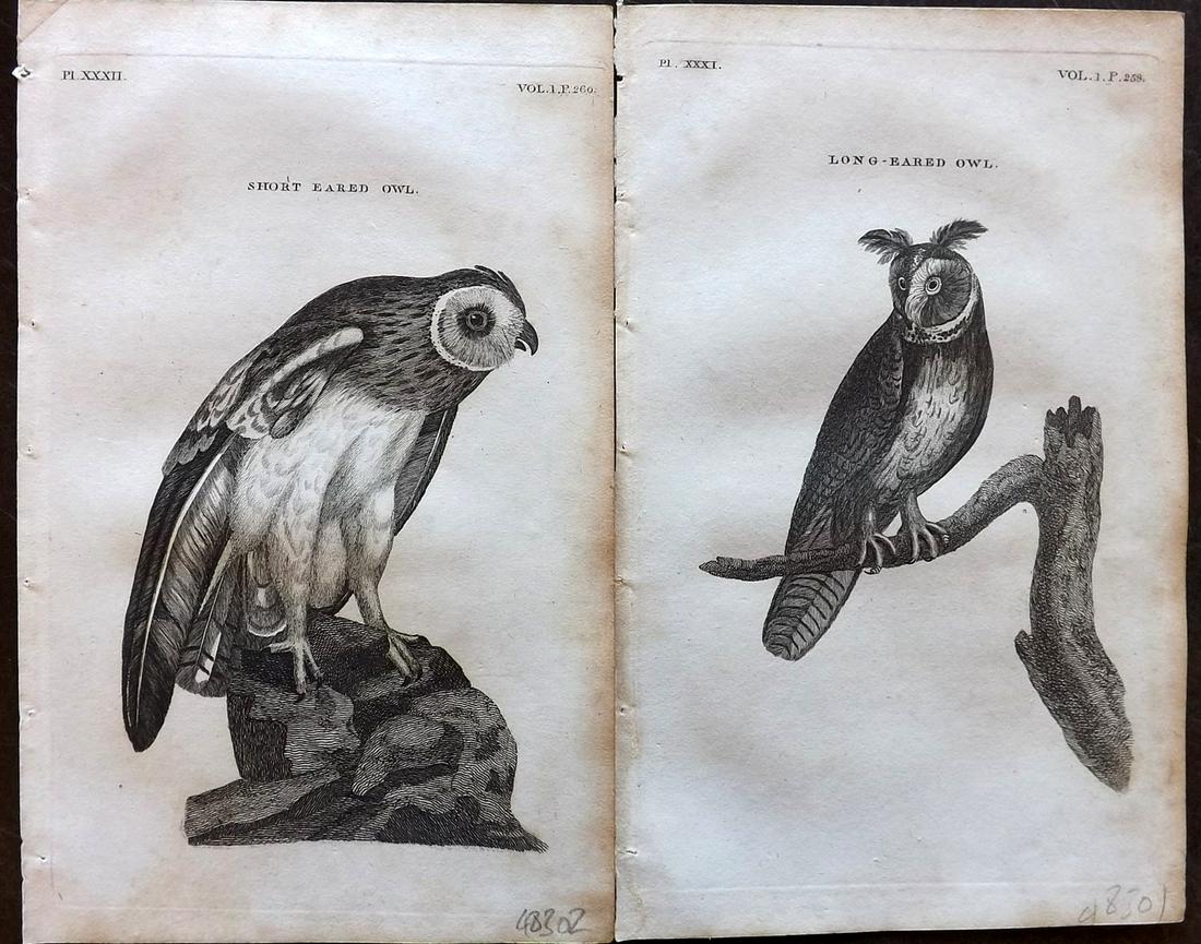 Pennant, Thomas 1812 Pair of Antique Owl Prints: Copper Plates Published 1812, London for "British Zoology" by Thomas Pennant. Paper Size: 8 x 5 inch (21 x 13cm) Minor background toning, Otherwise good condition