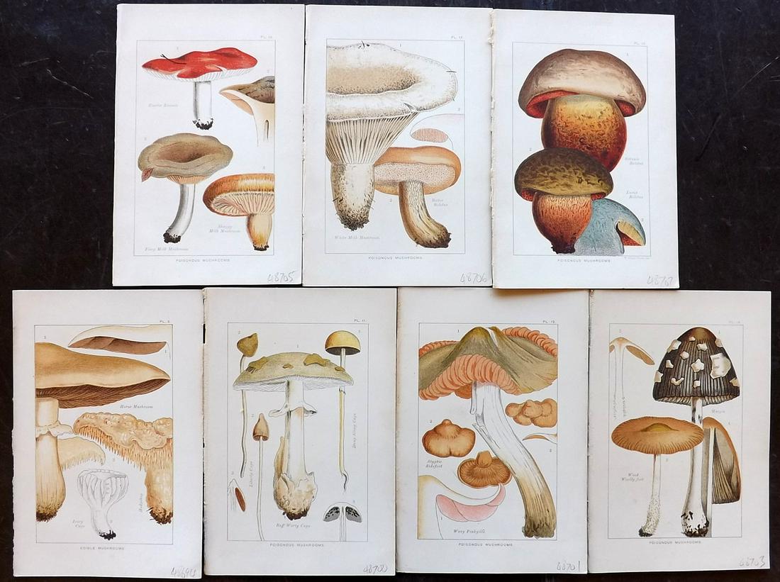 Cooke, Mordecai 1902 Lot of 7 Mushroom Prints (1 of 2)