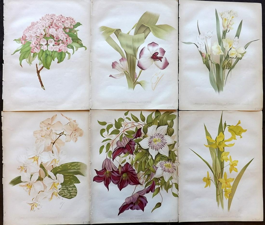 The Garden 1882 Lot of 6 Botanical Prints: Chromolithographs Published 1872-1927, London for "The Garden. An Illustrated Weekly Journal of Horticulture in all its Branches" Edited by William Robinson and others. Paper Size: 11.5 x 9 inch (29 x