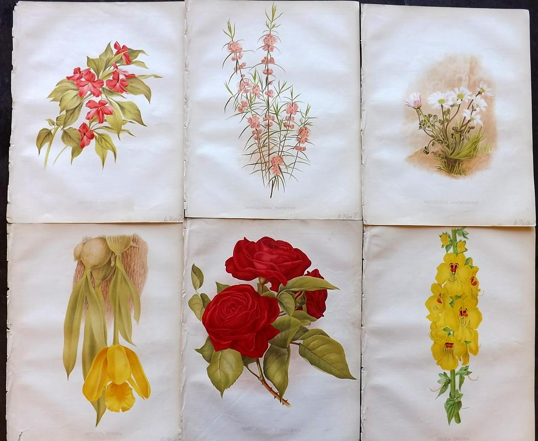 The Garden 1882 Lot of 6 Botanical Prints: Chromolithographs Published 1872-1927, London for "The Garden. An Illustrated Weekly Journal of Horticulture in all its Branches" Edited by William Robinson and others. Paper Size: 11.5 x 9 inch (29 x