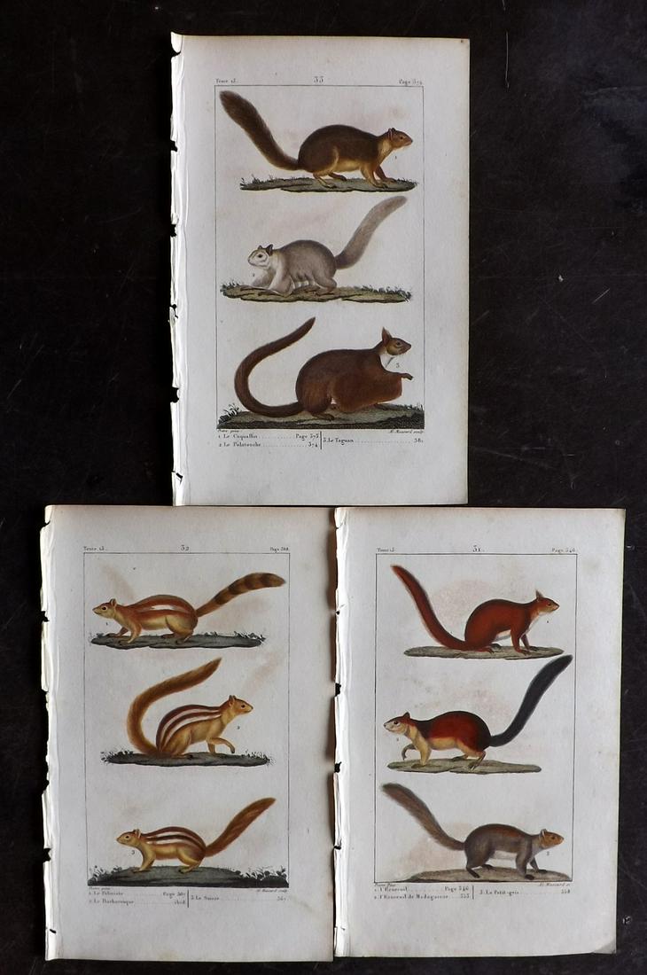Buffon & Lacepede 1820 Lot of 3 HCol Prints. Squirrels: Hand Colored Etching with Engraving Published 1819-22, Paris for "Oeuvres complètes de Buffon" by the Comte de Buffon and Etienne de Lacepede. Paper Size: 8 x 5 inch (20 x 13cm) Some background tonin