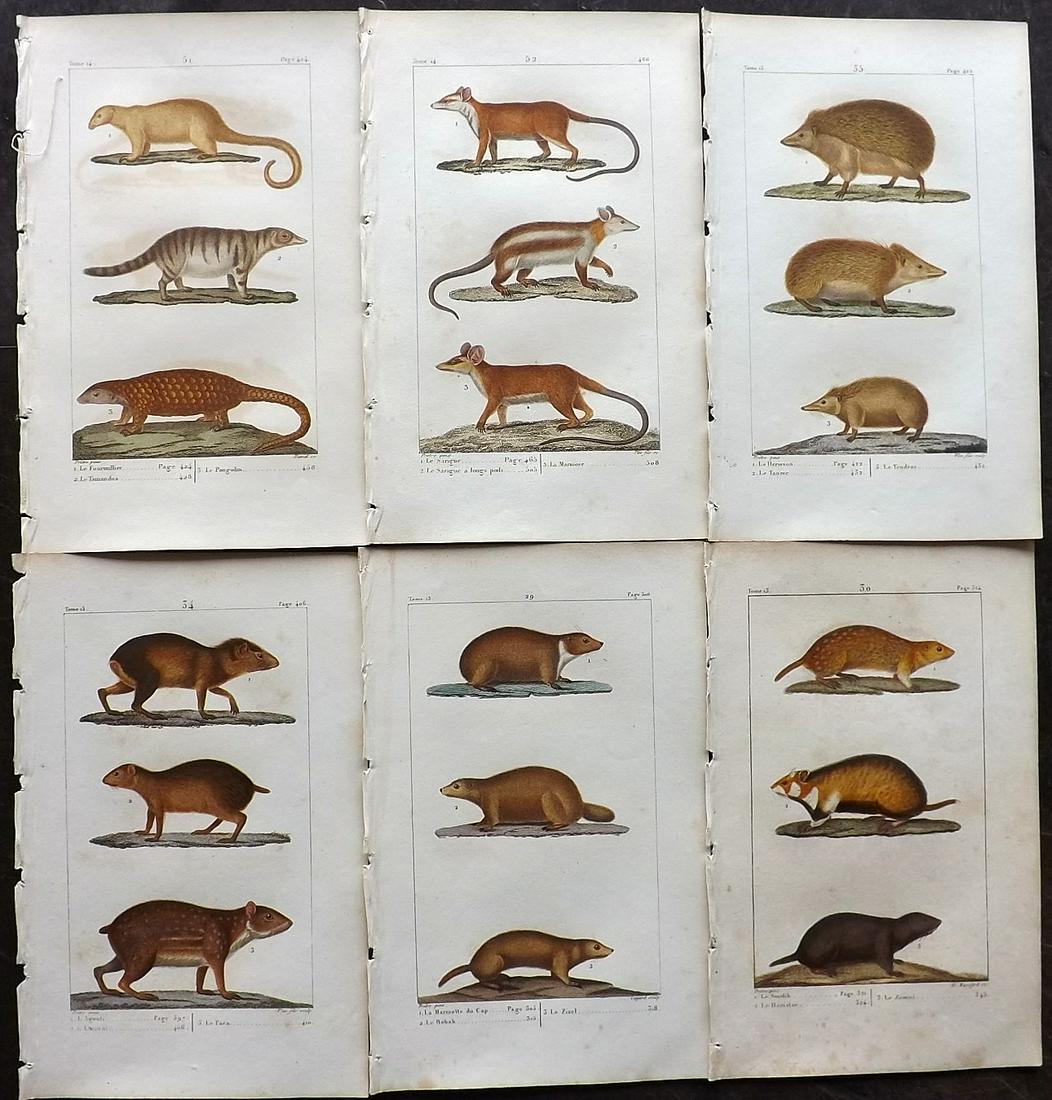 Buffon & Lacepede 1820 Lot of 6 HCol Prints. Rodents (1 of 2)