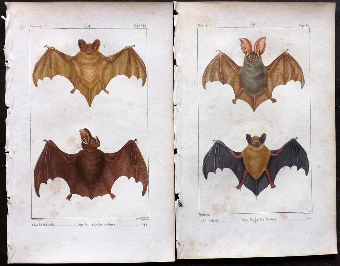 Buffon & Lacepede 1820 Pair of Hand Col Prints. Bats (1 of 2)