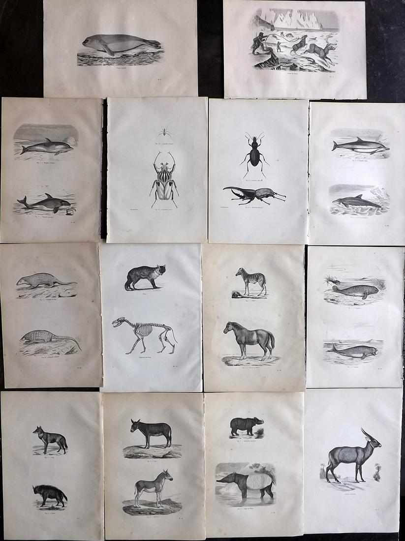 Chenu, Jean 1877 Lot of 14 Natural History Prints: Wood Engravings Published 1877, Paris for "Encyclopedie D'Histoire Naturelle" by Jean Charles Chenu. Reverse side blank. Paper Size: 11 x 7.5 inch (28 x 19cm) Good condition overall