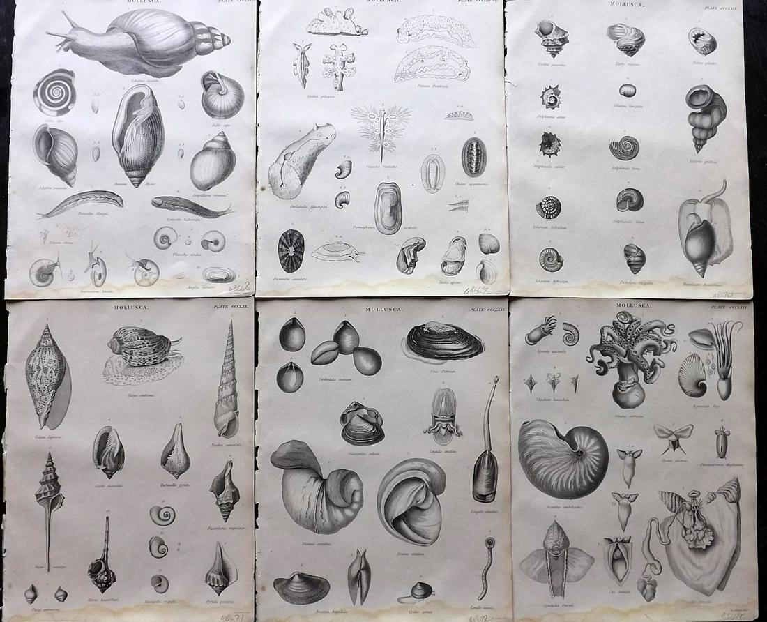 Encyclo. Britannica C1830 Lot of 6 Antique Shell Prints (1 of 2)