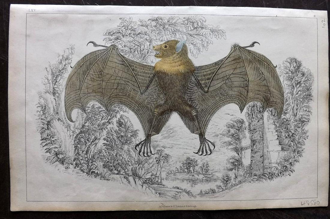 Goldsmith, Oliver C1850 Hand Colored Print. Bat: Hand Coloured Etching/Engraving Published C1850 by A. Fullarton & Co., London for "A History of the Earth and Animated Nature" by Oliver Goldsmith. Paper Size: 10 x 6 inch (25 x 16cm) Good Condition o