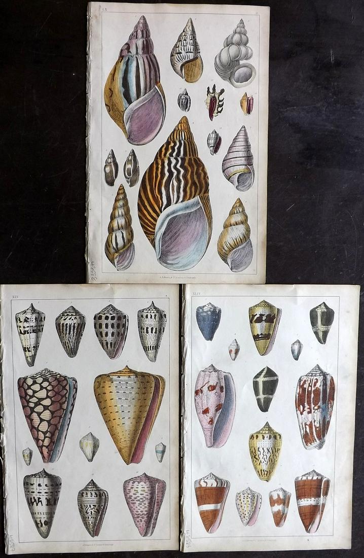 Goldsmith, Oliver C1850 Lot of 3 Hand Col Shell Prints (1 of 2)