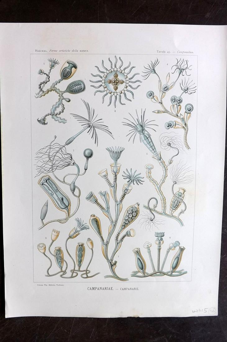 Haeckel, Ernst 1901 Folio Print. Capanariae 45: Folio Lithograph Published 1901, Turin for "Forme Artistiche della Natura" First Italian Edition of "Kunstformen der Natur" (Art Forms of Nature) by Prof. Dr. Ernst Haeckel. With accompanying Italian