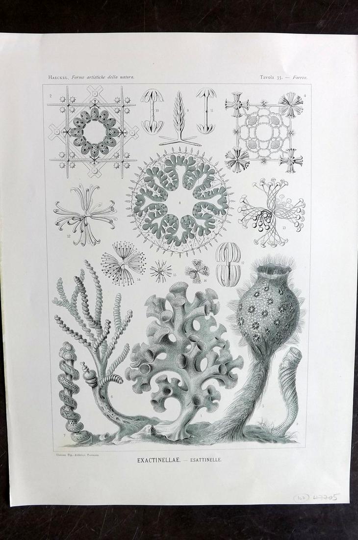 Haeckel, Ernst 1901 Folio Print. Exactinellae 35 (1 of 1)