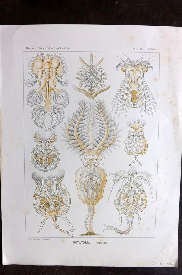 Haeckel, Ernst 1901 Folio Print. Rotatoria 32: Folio Lithograph Published 1901, Turin for "Forme Artistiche della Natura" First Italian Edition of "Kunstformen der Natur" (Art Forms of Nature) by Prof. Dr. Ernst Haeckel. With accompanying Italian