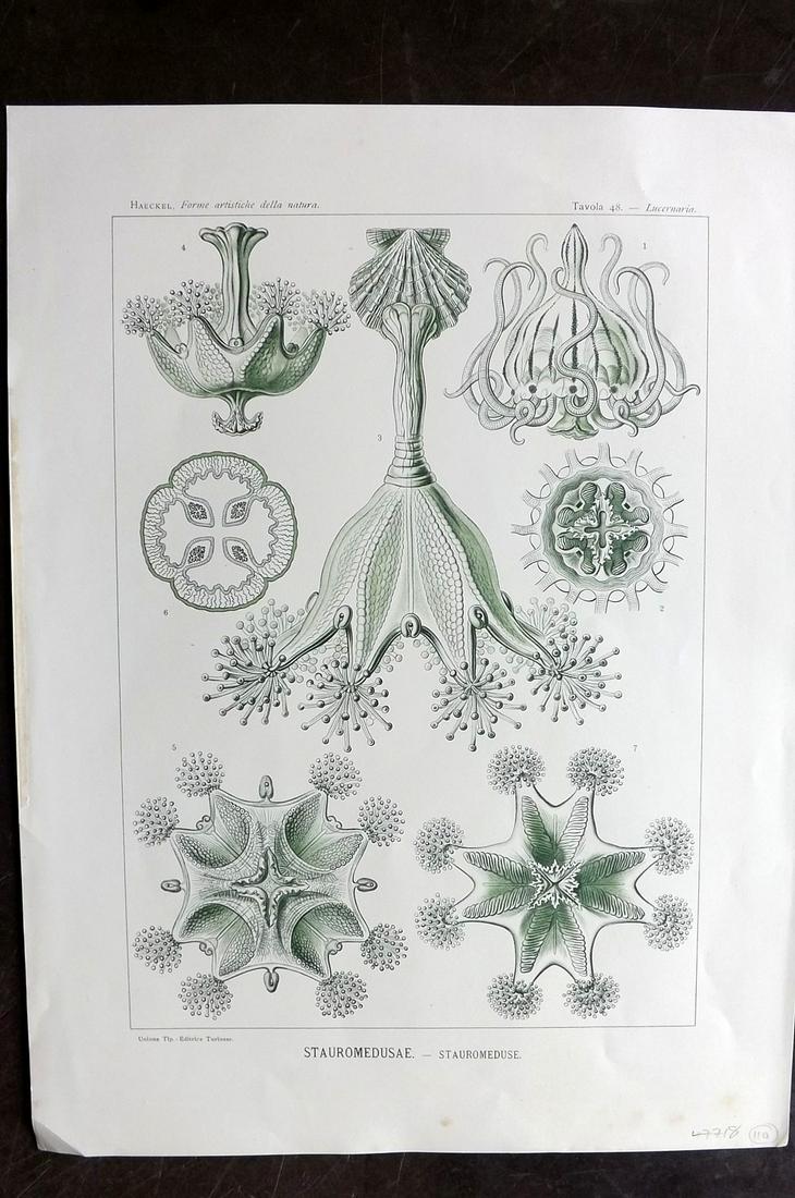 Haeckel, Ernst 1901 Folio Print. Stauromedusae 48 (1 of 1)