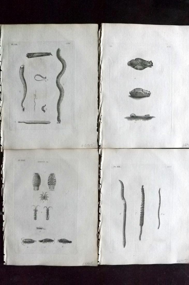 Pennant, Thomas 1776 Lot of 4 Sea Life Prints: Copper Plates Published 1776-77, London for "British Zoology" Large Paper Edition by Thomas Pennant. Paper Size: 9 x 7.5 inch (23 x 19cm) Minor background toning/offsetting, otherwise fine