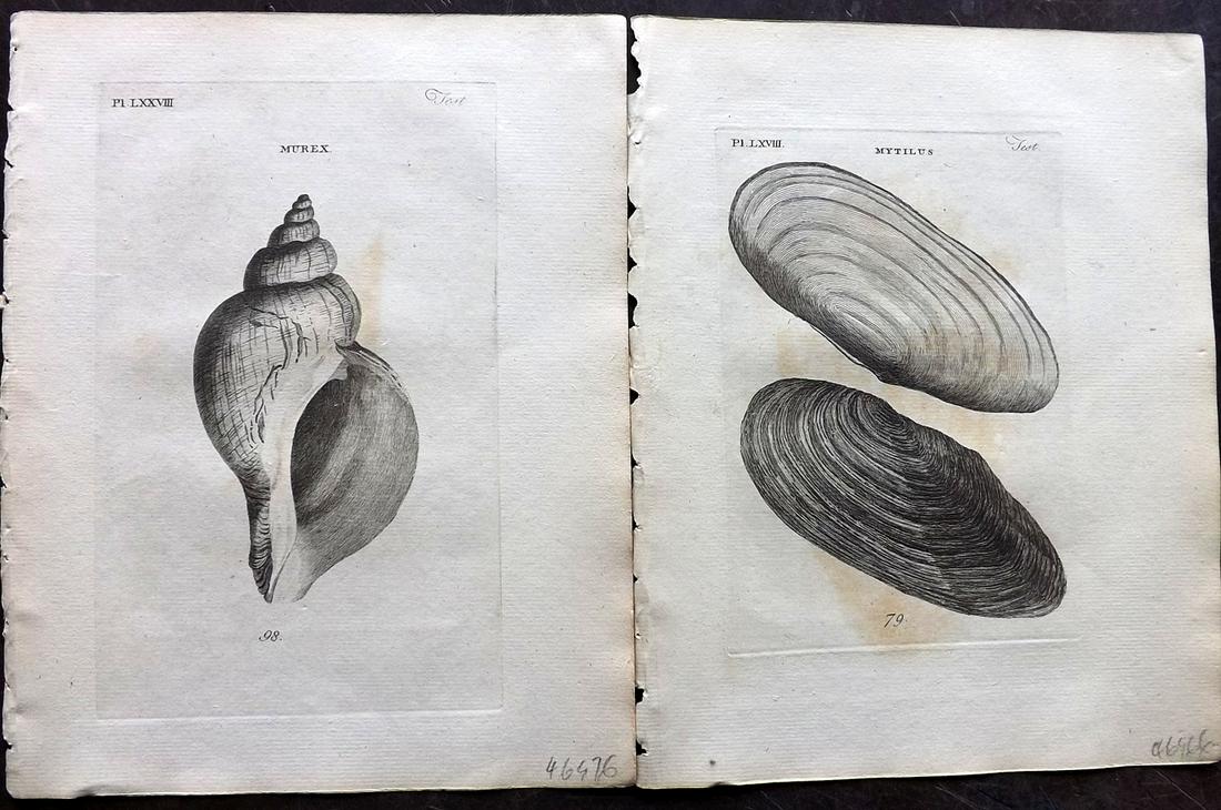 Pennant, Thomas 1776 Pair of Antique Shell Prints: Copper Plates Published 1776-77, London for "British Zoology" Large Paper Edition by Thomas Pennant. Paper Size: 9 x 7.5 inch (23 x 19cm) Minor background toning/offsetting, otherwise fine