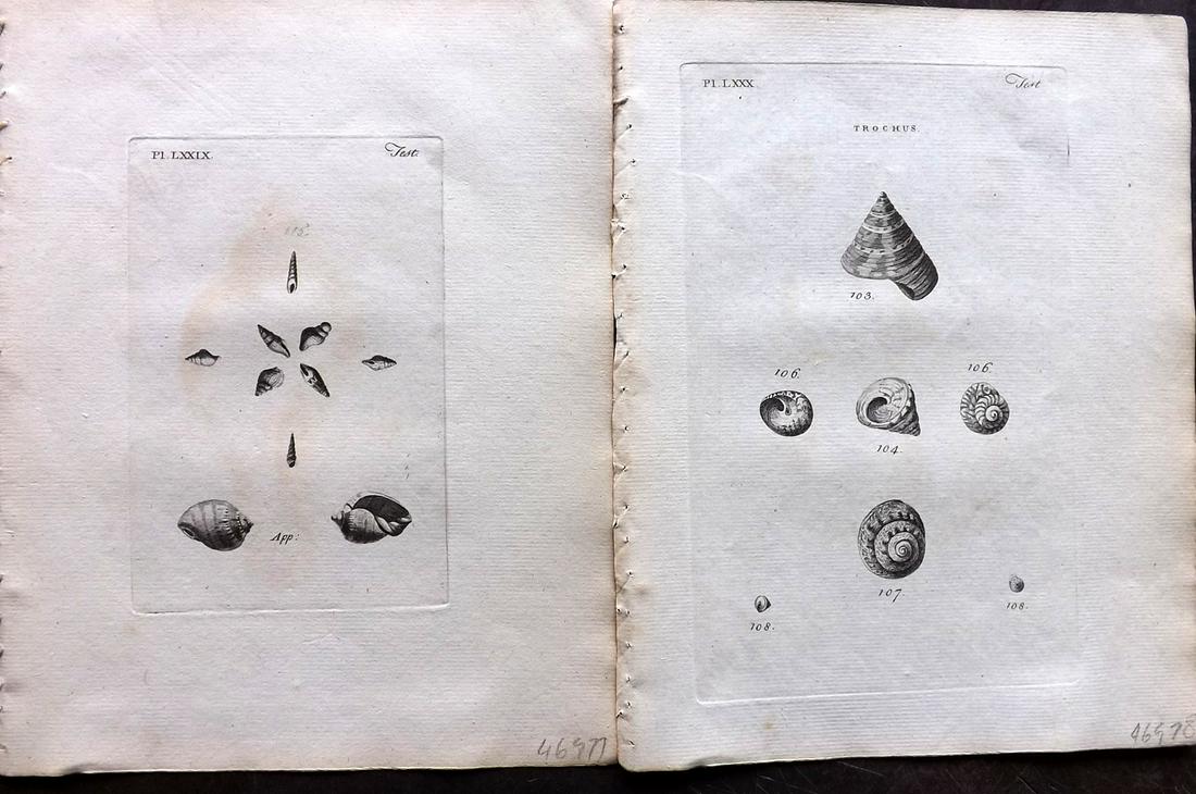 Pennant, Thomas 1776 Pair of Antique Shell Prints: Copper Plates Published 1776-77, London for "British Zoology" Large Paper Edition by Thomas Pennant. Paper Size: 9 x 7.5 inch (23 x 19cm) Minor background toning/offsetting, otherwise fine