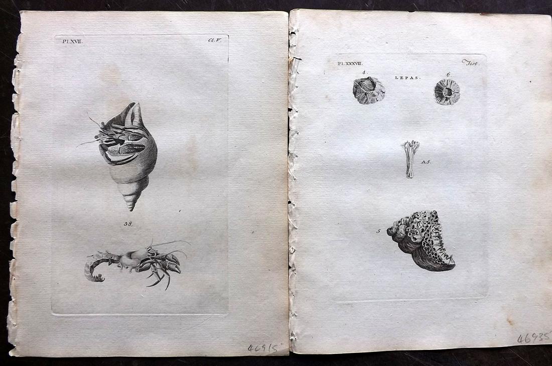 Pennant, Thomas 1776 Pair of Antique Shell Prints: Copper Plates Published 1776-77, London for "British Zoology" Large Paper Edition by Thomas Pennant. Paper Size: 9 x 7.5 inch (23 x 19cm) Minor background toning/offsetting, otherwise fine