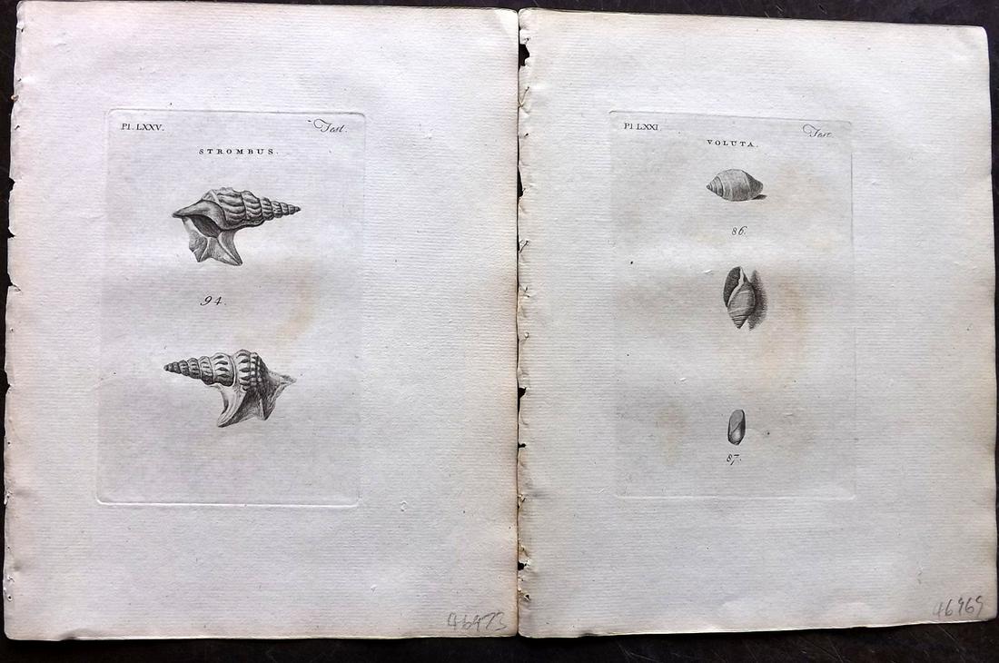 Pennant, Thomas 1776 Pair of Antique Shell Prints: Copper Plates Published 1776-77, London for "British Zoology" Large Paper Edition by Thomas Pennant. Paper Size: 9 x 7.5 inch (23 x 19cm) Minor background toning/offsetting, otherwise fine