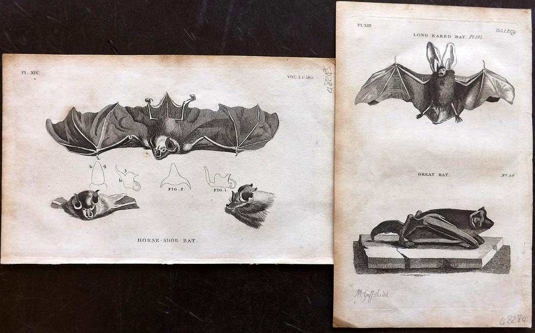 Pennant, Thomas 1812 Pair of Prints. Bats: Copper Plates Published 1812, London for "British Zoology" by Thomas Pennant. Paper Size: 8 x 5 inch (21 x 13cm) Minor background toning, Otherwise good condition