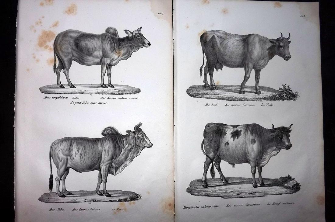 Schinz & Brodtmann 1827 Pair of Folio Cattle Prints: Folio Lithograph Published Zurich 1827 for "Naturhistorische Abbildungen der Saeugethiere" by Heinrich Rudolph Schinz. Lithographed by Karl Joseph Brodtmann. Paper Size: 13 x 9.5 inch (33 x 24cm) Some
