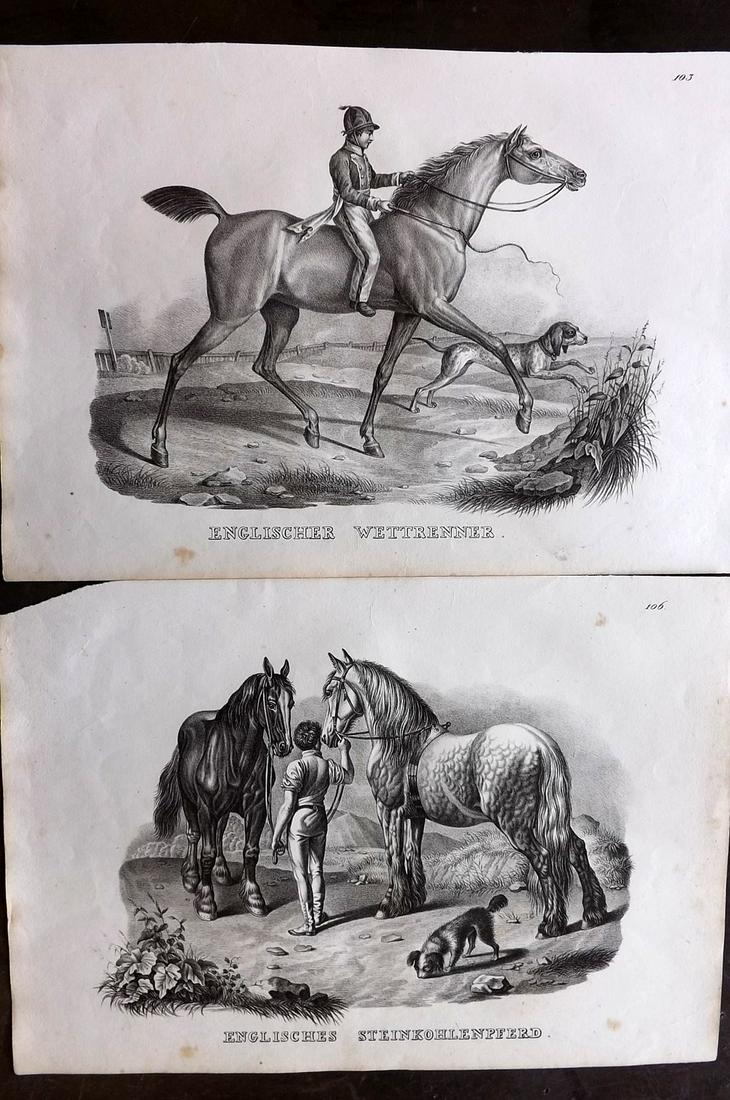 Schinz & Brodtmann 1827 Pair of Folio Horse Prints: Folio Lithograph Published Zurich 1827 for "Naturhistorische Abbildungen der Saeugethiere" by Heinrich Rudolph Schinz. Lithographed by Karl Joseph Brodtmann. Paper Size: 13 x 9.5 inch (33 x 24cm) Very
